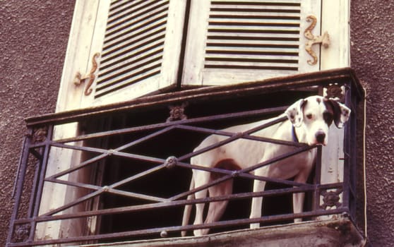 During a foray through the back yards of Paris we discovered the " balcony guard "" Org. Image slide - digitized"