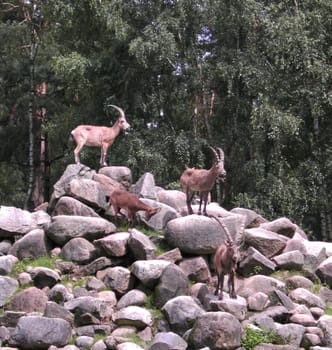 Ibex