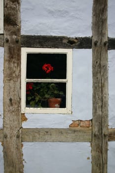 Red geranium on the window