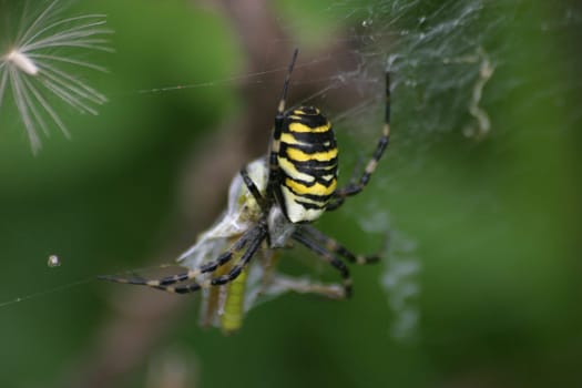 Wasp spider with prey