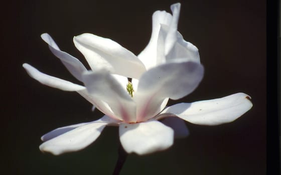 white magnolia