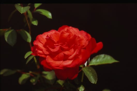 red rose