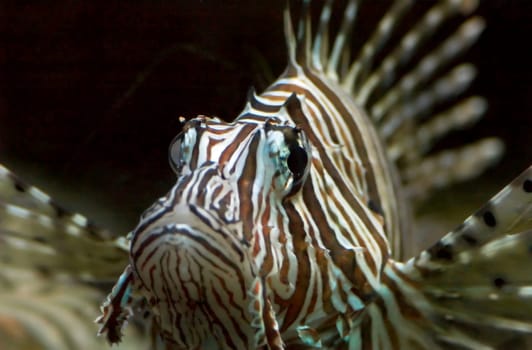 As dangerous as its name sounds,so is this fish,because its spines are poisonous. Taken in the aquarium of the Luisenpark Mannheim. Nikon D70,180 mm,F 4.0,1/50 sec,ISO 1600,Bel-kor. -1,0