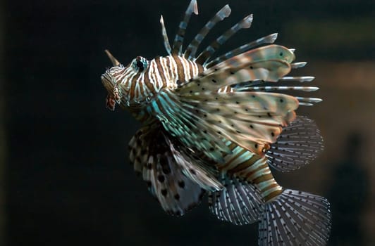 As dangerous as its name sounds,so is this fish,because its spines are poisonous. Taken in the aquarium of the Luisenpark Mannheim. Nikon D70,180 mm,F 4.0,1/160 sec,ISO 1600,Bel-kor. -1,0