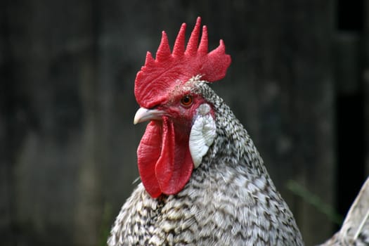 Westfälischer Krüper,Rooster. The Krüper is an endangered breed of poultry.