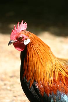 Proud rooster