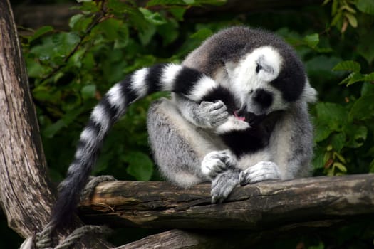 Ring-tailed lemur grooming