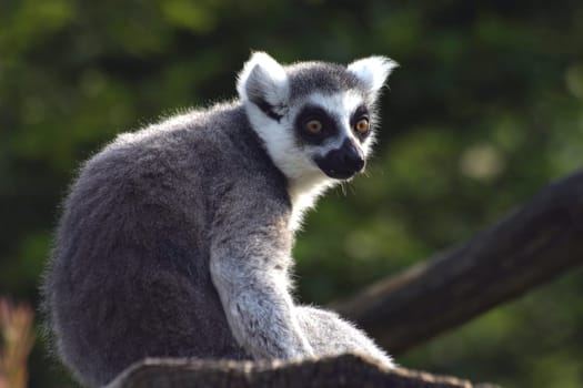 Ring-tailed lemur on tree trunk