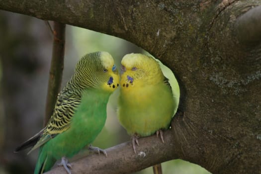 Peck