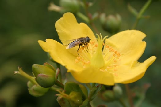 Yellow bloom