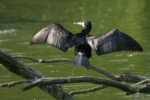 Cormorant