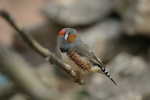 Zebra finch