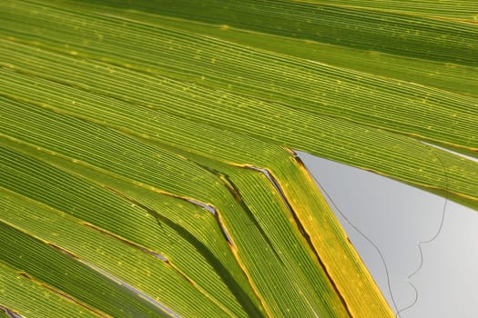 Palm frond
