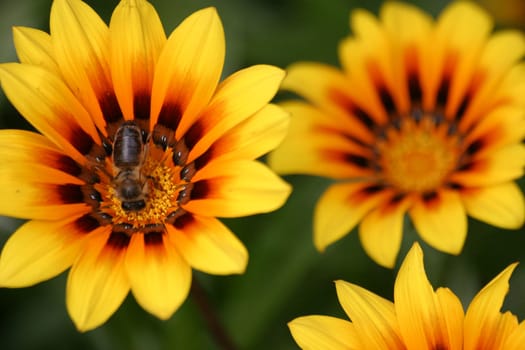 Bee in yellow