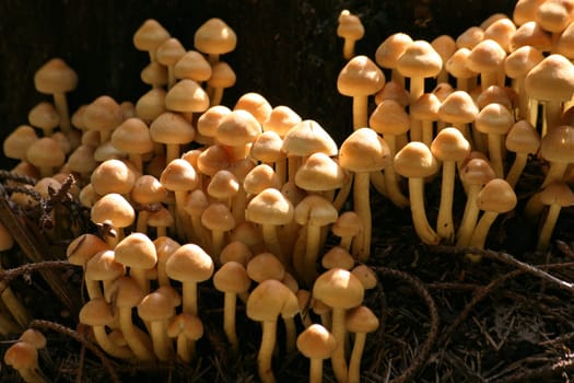 Mushroom glut
