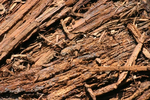 Tree bark shavings