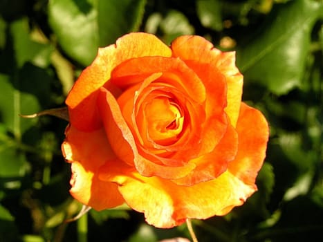Rose in orange