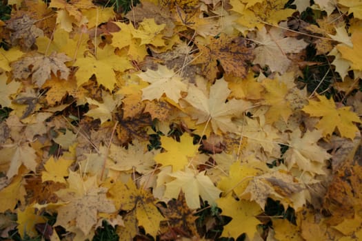 Carpet of leaves