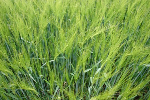 unripe barley