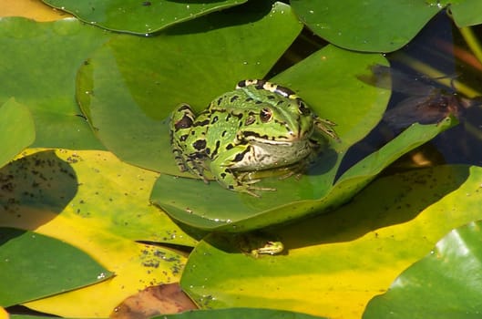 the little one certainly doesn't get sunburned - only at second glance was the second frog recognizable