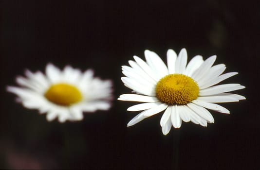 Marguerite