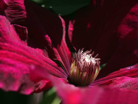 Clematis