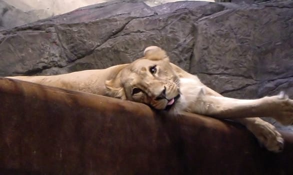 Lion