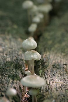 Mushroom Parade