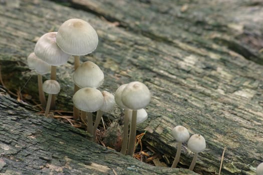 And even more mushrooms