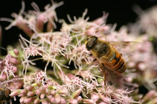 Hoverfly