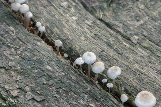 Mushrooms,mushrooms,mushrooms...