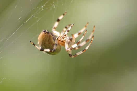 Eight-legged beauty