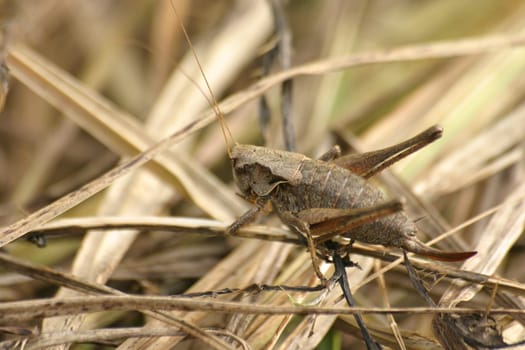 Shrub grasshopper