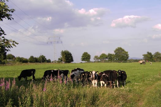 Upland meadow