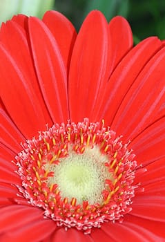 Gerbera