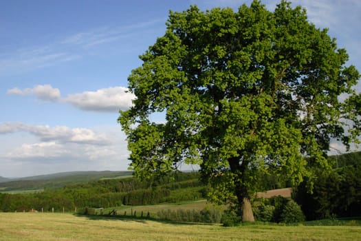 Landscape with beech