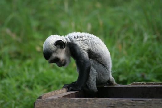 Guereza Baby