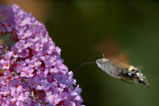 His real (German) name is Taubenschwänzchen and he belongs to the family of hawkmoths. It reminds more of a bird than a butterfly and is one of my absolute favorites in the insect world. The pigeon's tail is a wall