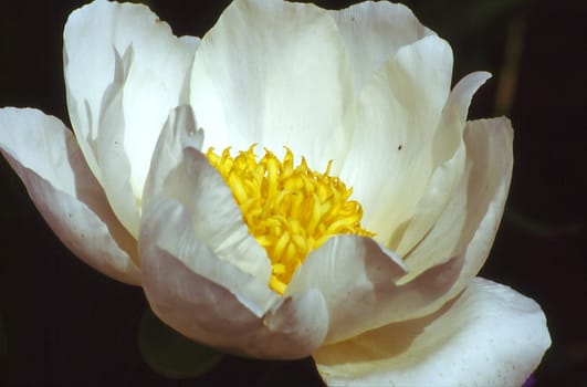 Magnolia white
