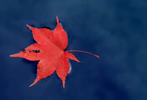 Maple
