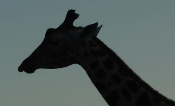 Silhouette