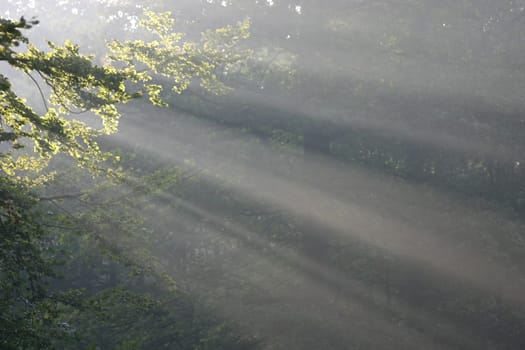 Sunbeams