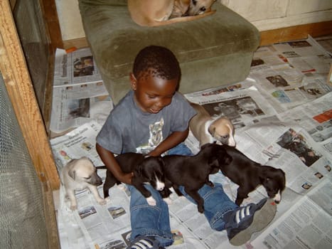 Baby dogs2