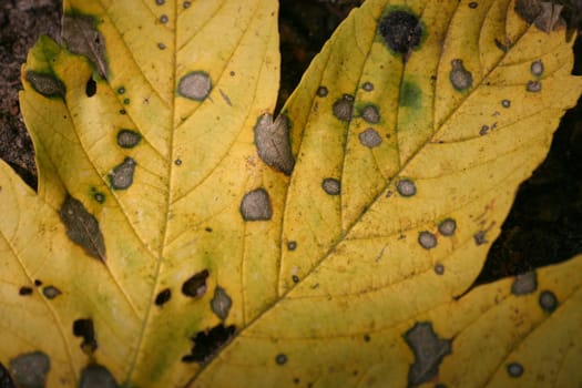 spotted leaf