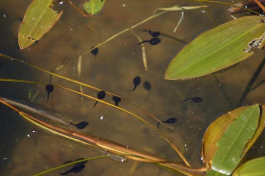 Tadpoles