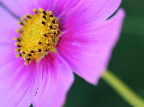 Cosmea III