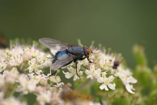 Blue blowfly