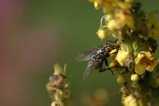Flesh-fly