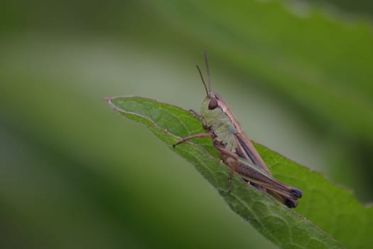 Common grasshopper (Chorthippus parallelus)