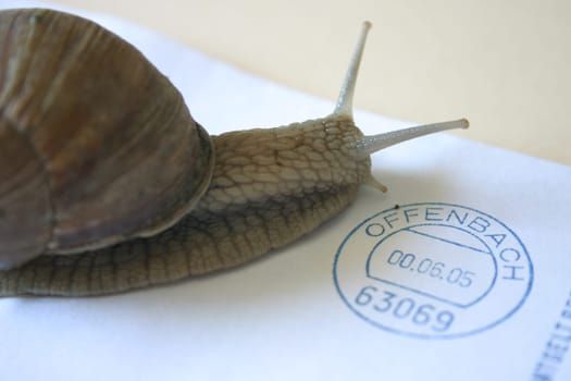 Snail Mail